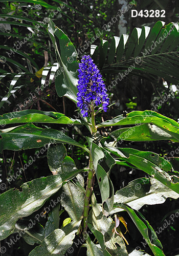 Blue Ginger (Dichorisandra thyrsiflora)